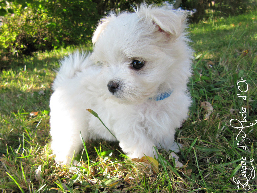Chiots de recha