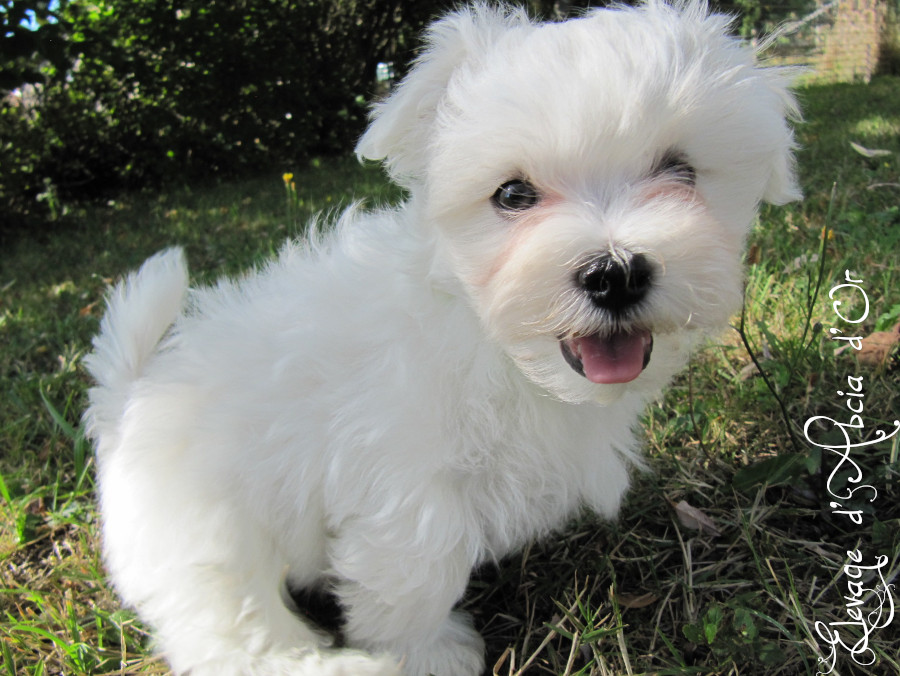 Chiots de Swan